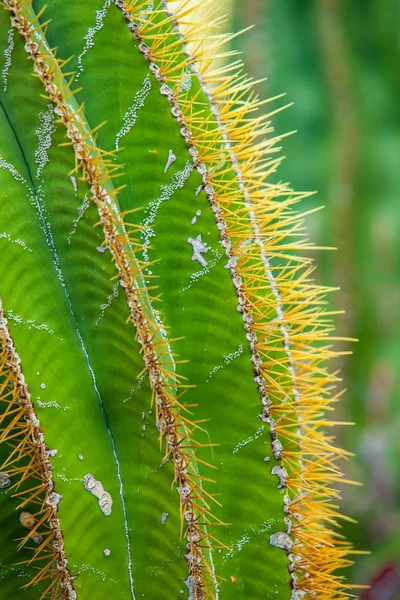 stock image Close-up cactus