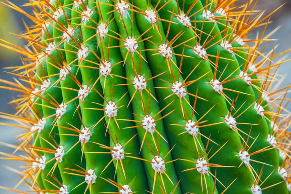 Close-up cactus — Stockfoto