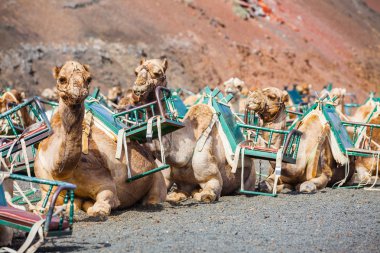 bazı hörgüçlü timanfaya Milli Parkı