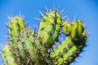 Close-up cactus clipart