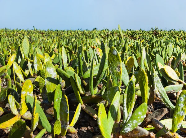 Campo de cactus verde —  Fotos de Stock