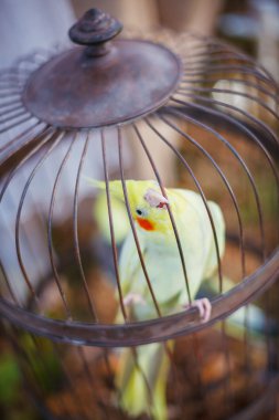 bir papağan cockatiel