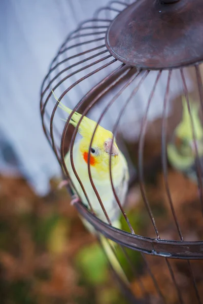 Um papagaio cockatiel — Fotografia de Stock