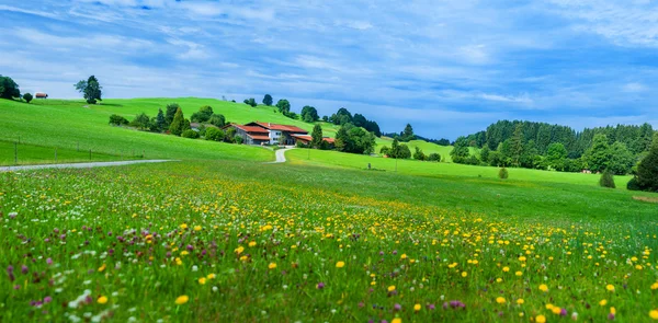 Alps mountain meadow tranquil summer view — Stock Photo, Image