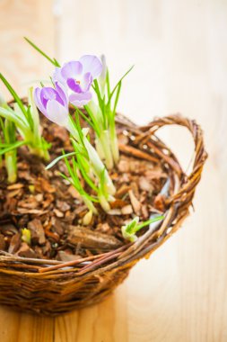 Shoots of spring crocuses in a basket clipart