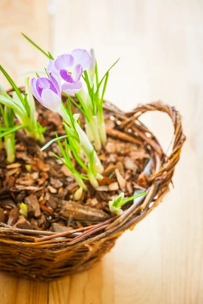 Scheuten van voorjaar Krokussen in een mand — Stockfoto