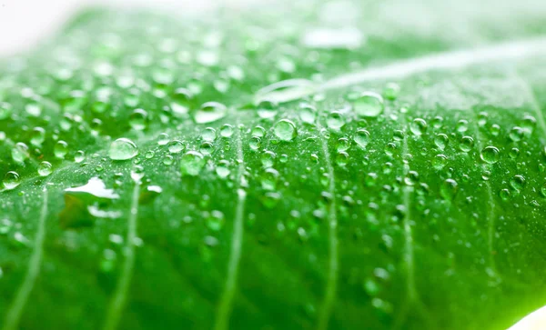 stock image Green leaf with drops of water