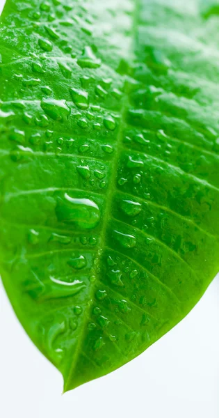 stock image Green leaf with drops of water