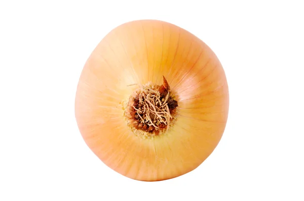 Onion bulb on white — Stock Photo, Image