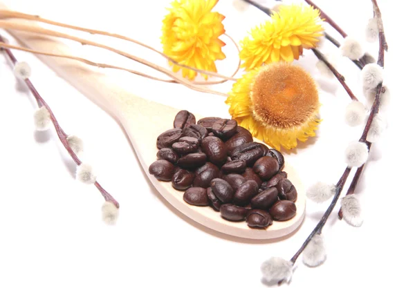 Grains de café sur cuillère en bois, fleurs et branches de chatte-wil — Photo
