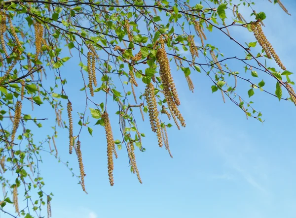 stock image Birch of the catkin on background blue sky