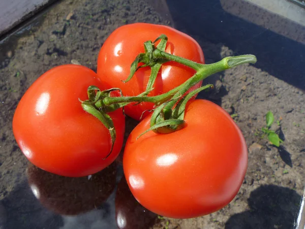 Červená rajčata spočinula na sklo — Stock fotografie