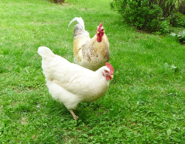 Polla con gallina sobre hierba verde — Foto de Stock