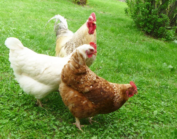 Galo com galinha em erva verde — Fotografia de Stock