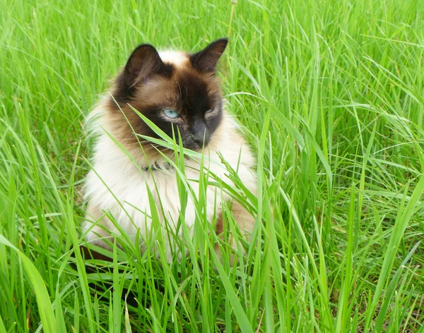 Кошка в зеленой траве — стоковое фото
