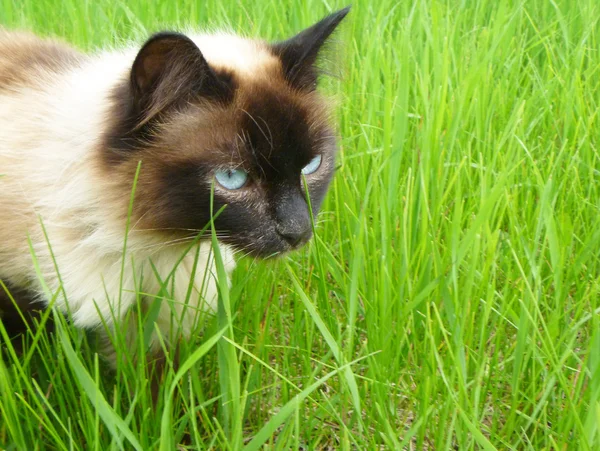 Кошка в зеленой траве — стоковое фото