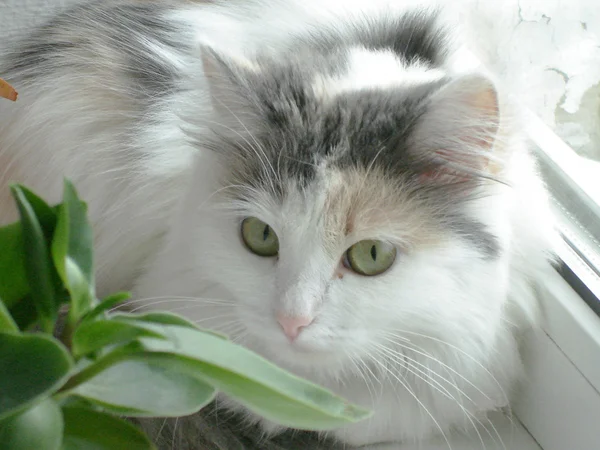 Сибирская кошка лежит на окне — стоковое фото