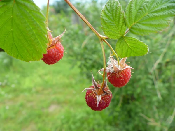 红树莓的分支 — 图库照片
