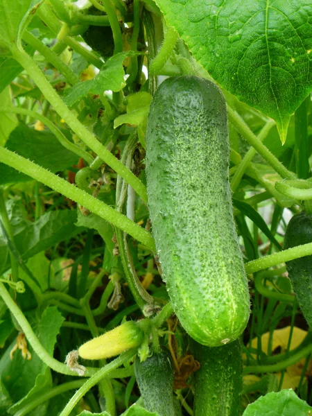 Green cucumber close-up — Stock Photo, Image
