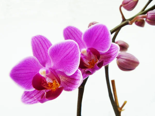 Orquídea violeta no fundo branco — Fotografia de Stock