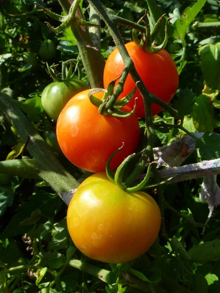 Tomates vermelhos e amarelos em arbusto — Fotografia de Stock