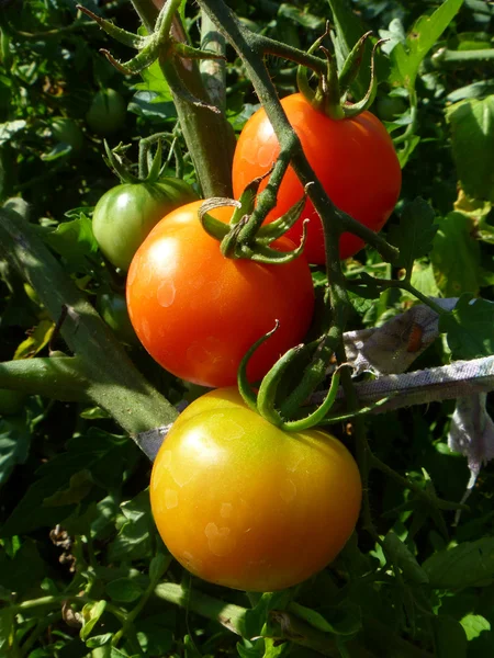 stock image Red and yellow tomatoes on bush