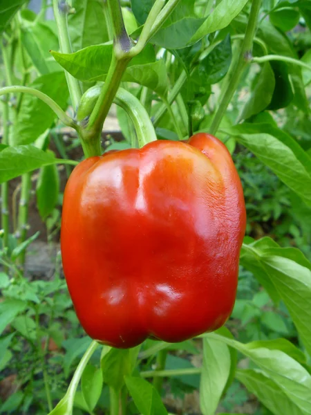 Red pepper on green bush — Stock Photo, Image