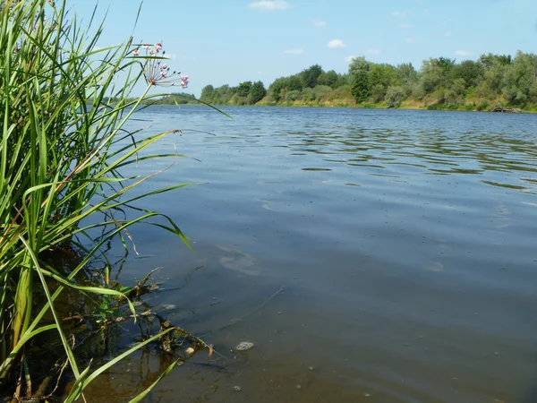 River landscape on background blue sky — Stock Photo, Image