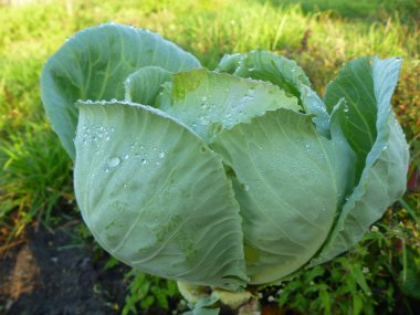 Head of cabbage of the green cabbage grows in garden clipart