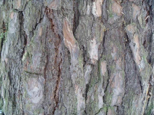 松のクローズ アップの皮質からの背景 — ストック写真