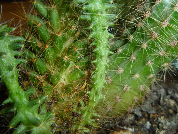 Gröna kaktus med nål — Stockfoto