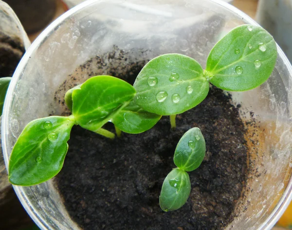 stock image Small sprout cucumber in glass