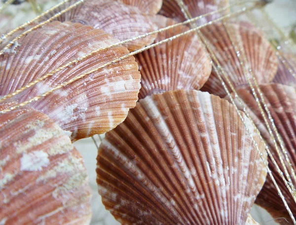 Antecedentes de concha marina — Foto de Stock