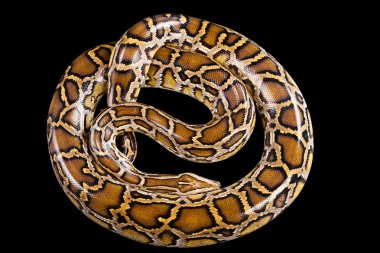 Birmanya python siyah izole