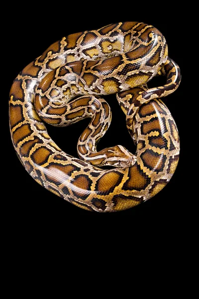 Μπουρμάνος python που απομονώνονται σε μαύρο — Φωτογραφία Αρχείου