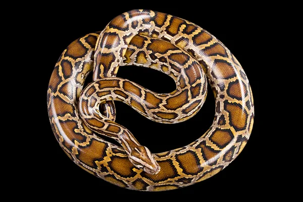 Μπουρμάνος python που απομονώνονται σε μαύρο — Φωτογραφία Αρχείου