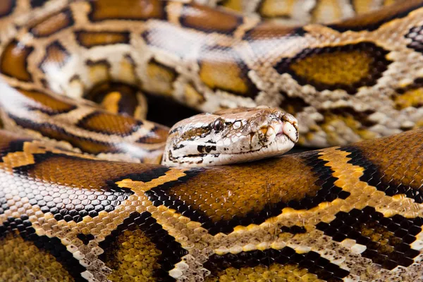 Detailní Foto barmské python — Stock fotografie