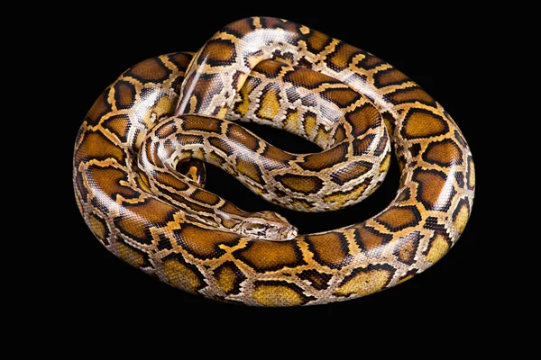 Burmai python elszigetelt fekete — Stock Fotó