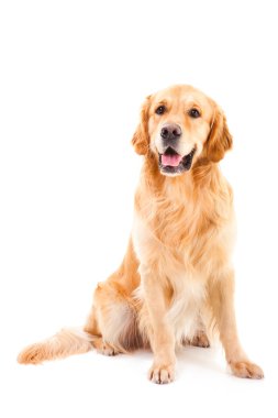 golden retriever köpek izole beyaz üzerinde oturan