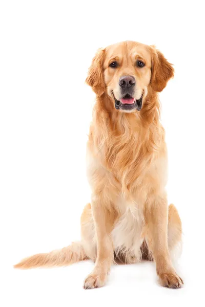 Golden Retriever Hund sitzt auf isoliertem Weiß — Stockfoto