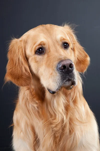 Złoty pies myśliwski pies na czarny — Zdjęcie stockowe