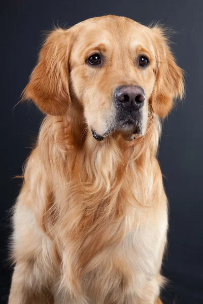 Golden Retriever Hund auf schwarz — Stockfoto