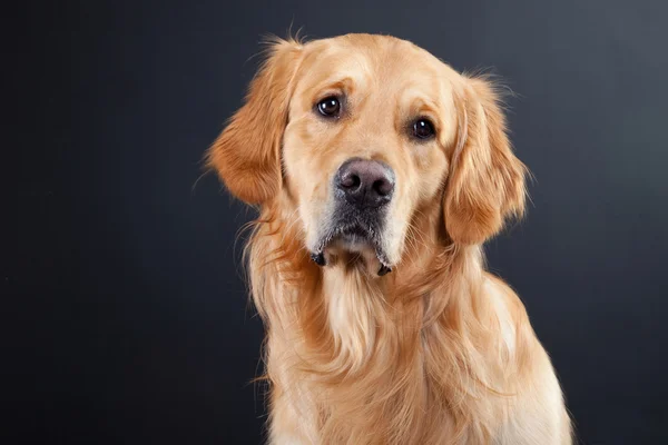 Zlatý retrívr pes na černém pozadí — Stock fotografie
