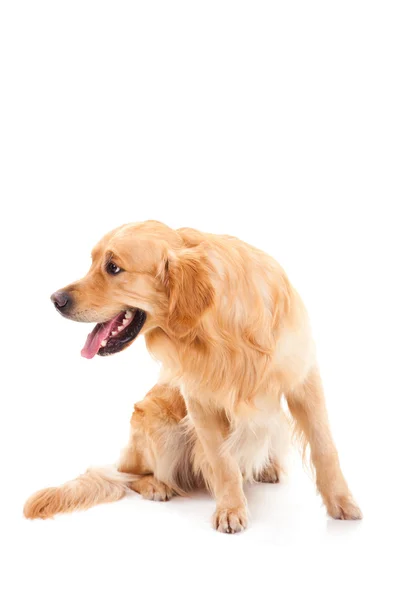 Złoty pies myśliwski pies siedzi na na białym tle biały — Zdjęcie stockowe