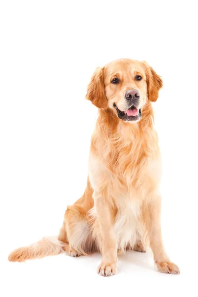 Golden Retriever Hund sitzt auf isoliertem Weiß — Stockfoto
