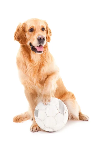 Золотистая собака-ретривер играет с мячом на изолированном белом — стоковое фото
