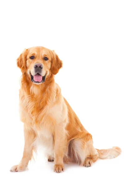 Arany-Vizsla kutya a elszigetelt fehér ül — Stock Fotó