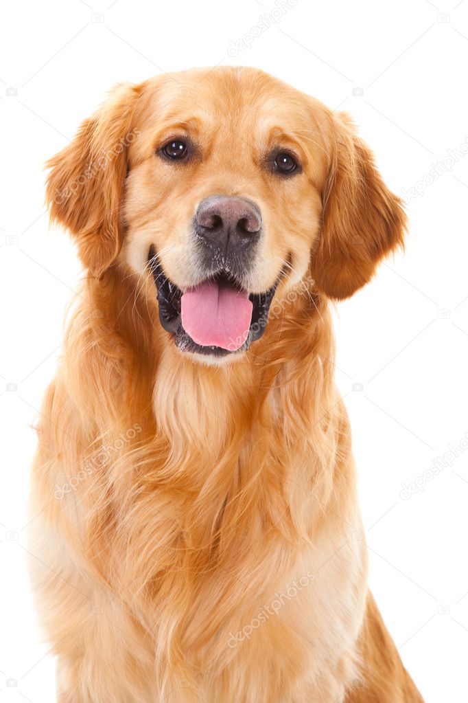 Golden retriever dog sitting on isolated white