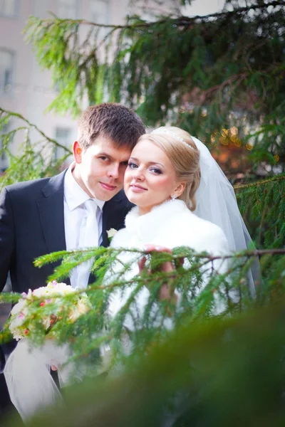 Красивый жених и невеста возле елки — стоковое фото