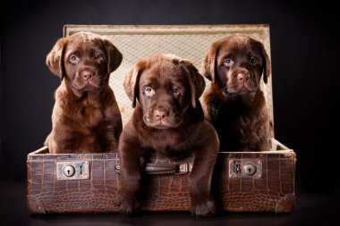 Three puppies of Labrador retriever in vintage suitcase clipart